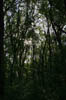 forest 029