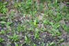 forest 032