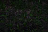 forest 037