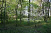 forest 038
