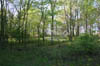 forest 039