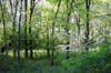 forest 040