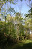 forest 041