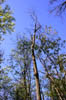 forest 042