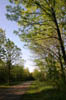 forest 043