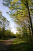 forest 044