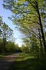 forest 045