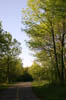 forest 046