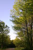 forest 047