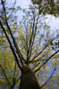 forest 048