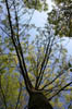 forest 049