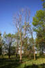 forest 050