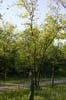 forest 051