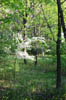 forest 054