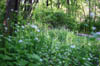 forest 055