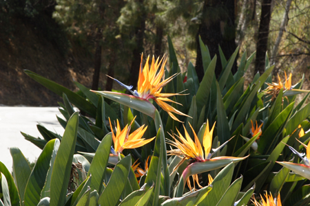 hollywood026