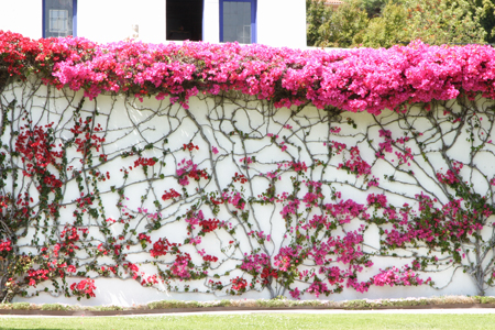 hollywood036