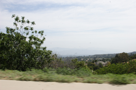 hollywood338