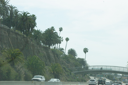 hollywood347